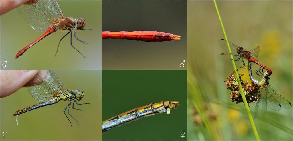 Fotografie 11.