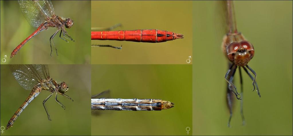 Fotografie 13.