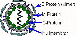 Výjimky z buněčného konceptu existují Acelulární organismy (virusy, bakteriofágy, viroidy, priony) Vývojová stádia před vnikem buňky (?