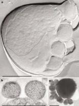 Živočichové osídlují moře Evoluce primátů