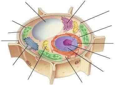 Mikrofilamenta Mitochondrie Peroxisom Bičík Cenrioly Mikrotubuly Lysozom Jaderná membrána Chromatin Jadérko Ribozomy