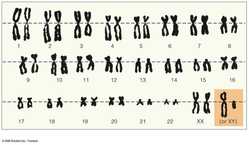 Páry homologních chromozómů (2n)