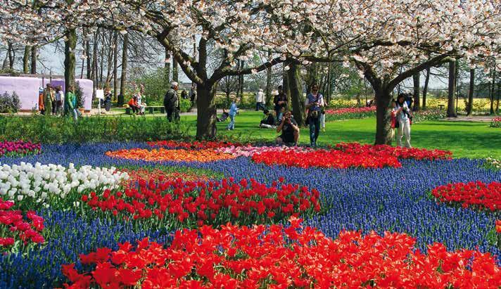 Poznávací zájezdy vícedenní Holandsko ZEMĚ TULIPÁNŮ A VĚTRNÝCH MLÝNŮ S návštěvou květinového korza VE SPOLUPRÁCI S CK QUICKTOUR 1.den: odjezd z ČR ve večerních hodinách, noční přejezd SRN. 2.