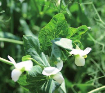 Představení produktu Představujeme Vám nový herbicidní přípravek pro časně postemergentní ochranu hrachu a pelušky proti jednoletým jednoděložným a dvouděložným plevelům.