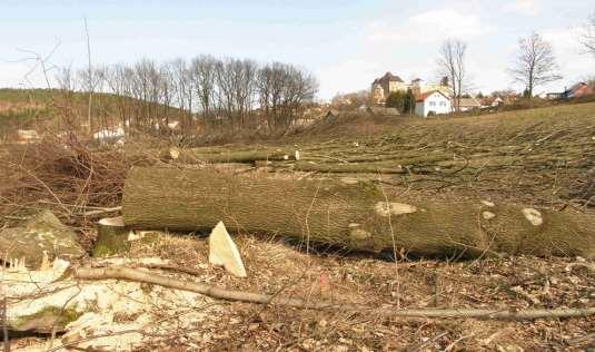 Kácení dřevin Dotčení