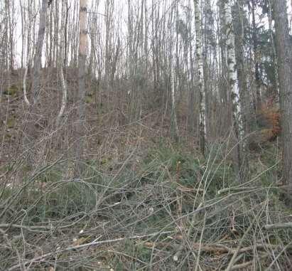 Kácení zapojeného porostu Zapojené porosty dřevin - nad 40 m 2