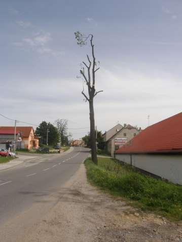 řezem
