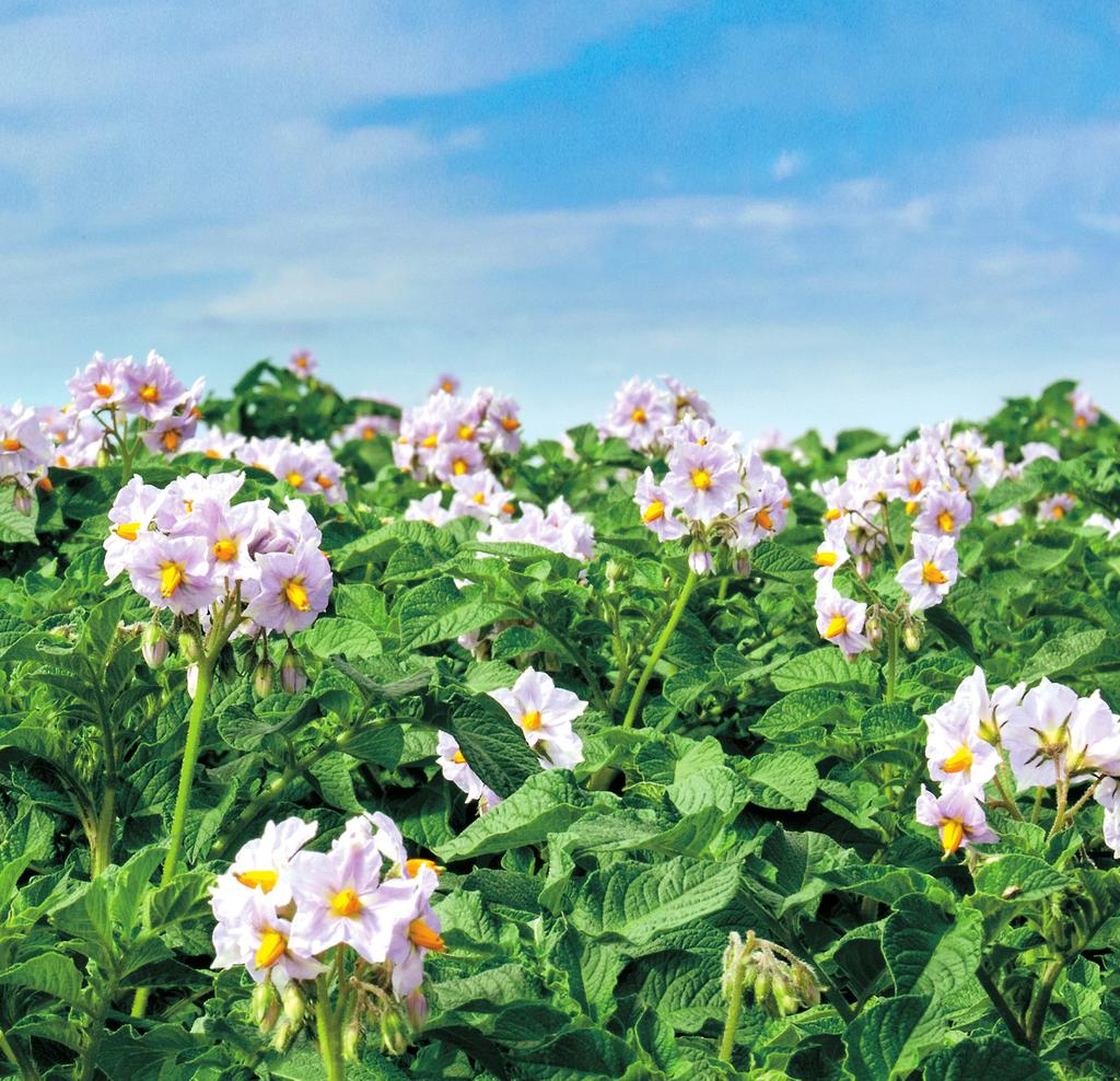 STAILITA PRODUKCE RAMOR s využitím agrotechnických a půdoochranných opatření EOPSKÁ UNIE Evropský zemědělský fond pro rozvoj venkova Evropa investuje do zemědělských