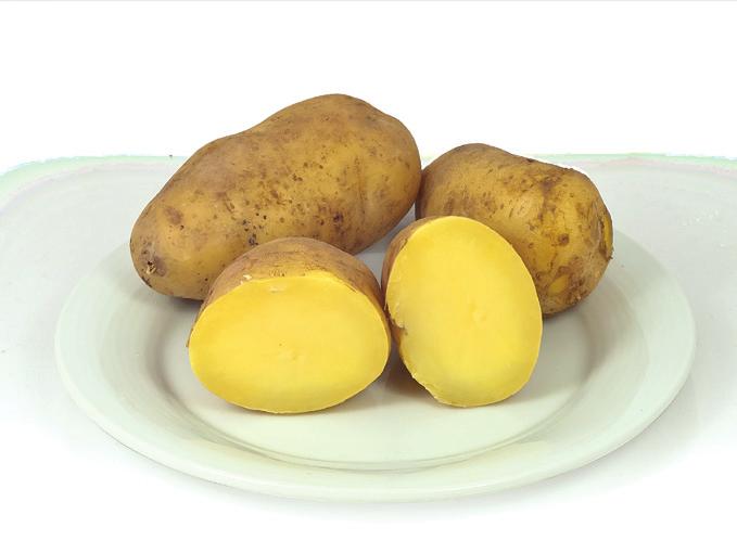 rambory jsou jedním z nejbohatších zdrojů antioxidantů v lidské výživě.