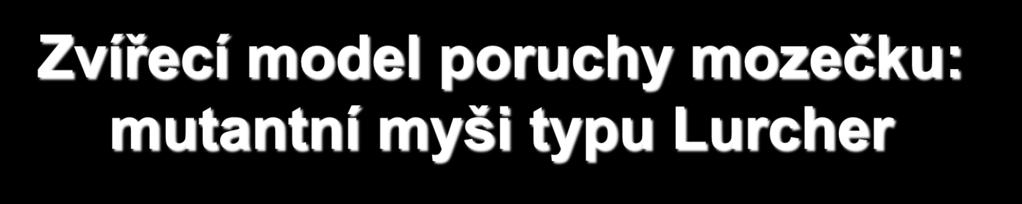 Zvířecí model poruchy mozečku: mutantní myši typu Lurcher - Přirozený model olivocerebelární degenerace, mutace genu pro 2 podjednotku glutamátového receptoru, která je exprimována zejména