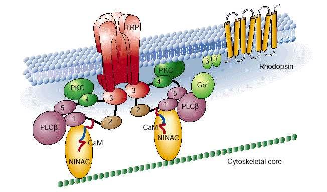 Úloha cytoskeletu v signálních drahách recepčních buněk Difuzní model signálového přenosu x Signalplex