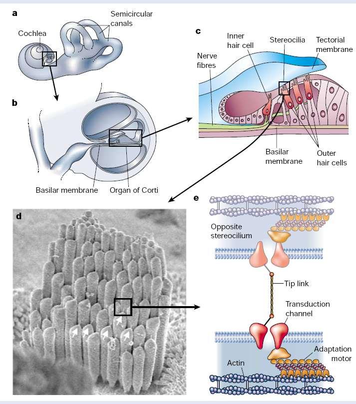 Úloha cytoskeletu v signálních drahách recepčních buněk Adaptabilita