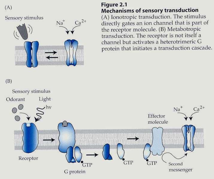 Ionotropní přímá stimulace kanálu Metabotropní stejně