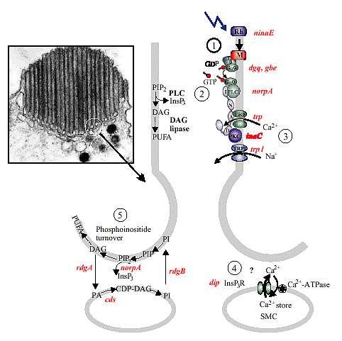 TRP - 1969; Transient Receptor Potential Přechodný