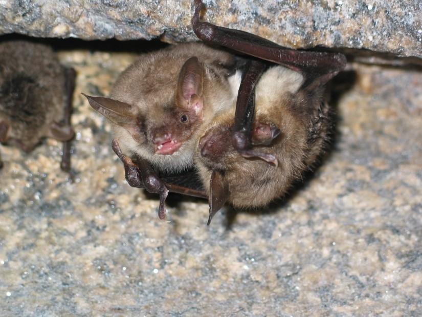 Netopýr velký (foto: Luděk Bufka) Výzkum a monitoring rysa ostrovida Luděk Bufka Monitoring a dílčí výzkumy populace rysa ostrovida jsou realizovány od 90. let minulého století.