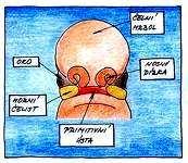 Maxilární výběžky se spojují a tvoří se takto největší část horní čelisti a rtu.