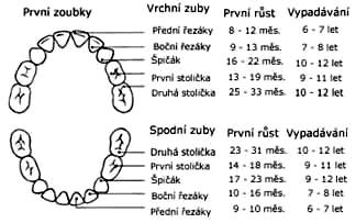 nutriční poruchu, jako je nedostatečná funkce hypofýzy nebo štítné žlázy (Vacek, 1992). Obr. 5: Prořezávání dočasného chrupu a začátek jeho vypadávání. zdroj: http://www.fit-porod.