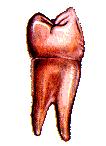 Stoličky jsou vícekořenové zuby, kde horní stoličky mají tři kořeny, dolní stoličky pouze dva a jsou to zuby čtyřhrbolkové (Čihák, 2002). Obr. 11: Třenový zub a stolička. zdroj: http://www.bioweb.