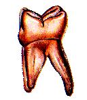 Celý chrup je rozdělen celkem na 4 kvadranty a vychází se z toho, že pacient je obrácen čelem k nám. Zapisují se tedy zuby jeho pravé poloviny chrupu do zubního schématu vlevo a naopak (Kilian et al.