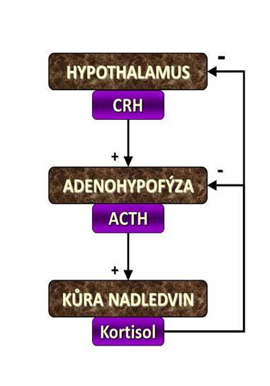 Glukokortikoidní receptory - ukončují, regulují stresovou reakci,