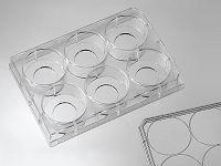 6 Micro-well Glass Bottom Plates Well Size 6 micro-well glass bottom plates are easier to handle than glass bottom dishes.