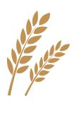 produkce rýže a pšenice na druhém místě. K dalším důležitým obilninám patří čirok, proso a kukuřice, zatímco z luštěnin je zdaleka nejvýznamnější cizrna.