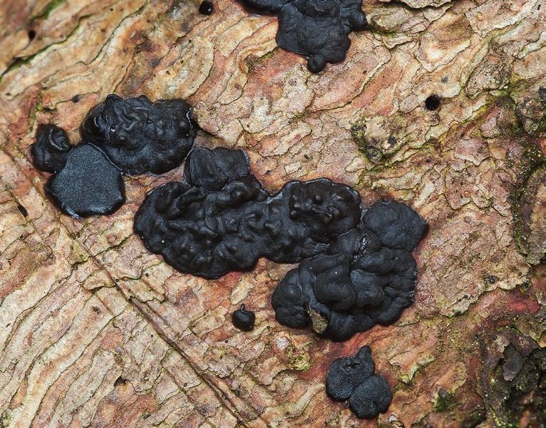 Biologie černých druhů je možné narazit ještě na černorosol smrkový (Exidia pythia) na smrkovém dřevě (obr. 7).