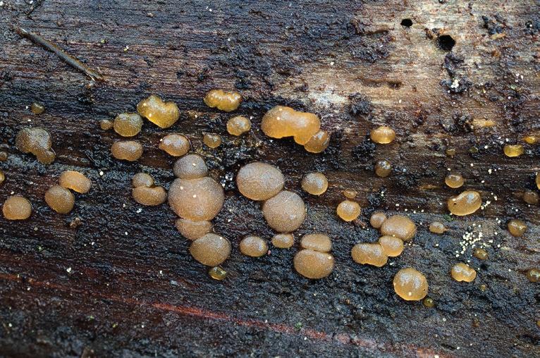 15. Krásnorůžek rohovitý (Calocera cornea). Obr. 13. Kráterokrčka třešňová (Craterocolla cerasi).