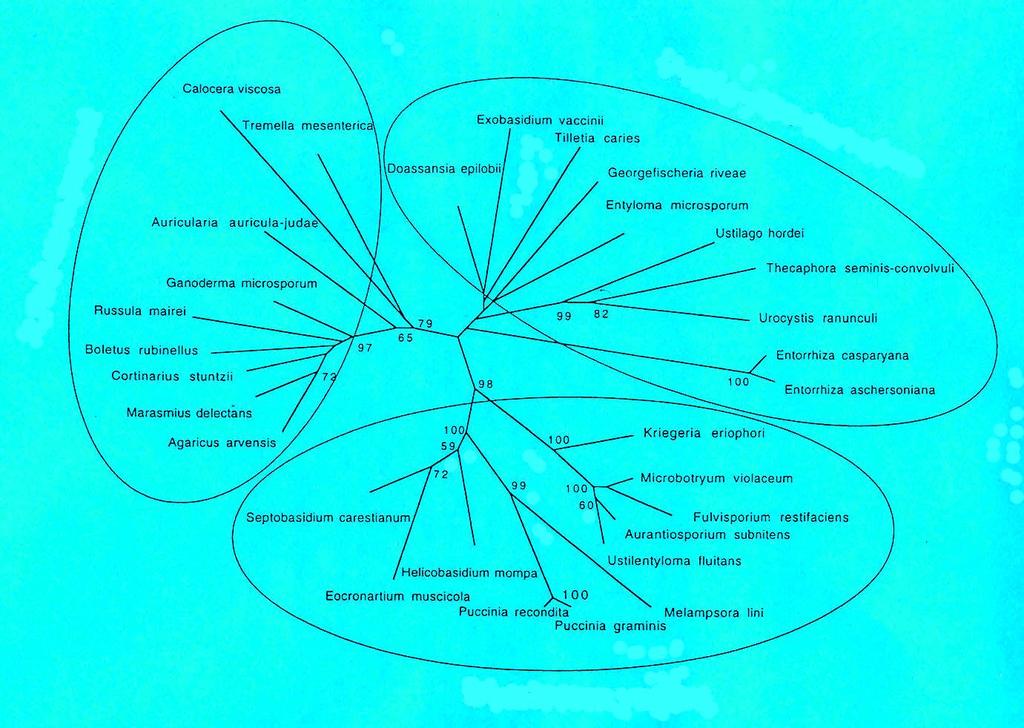 Fylogenetické vztahy oddělení Basidiomycota založené na analýze