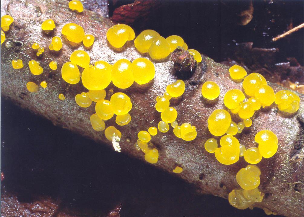 Dacrymyces