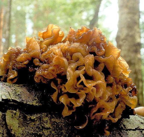 Tremella fimbriata (syn. T.