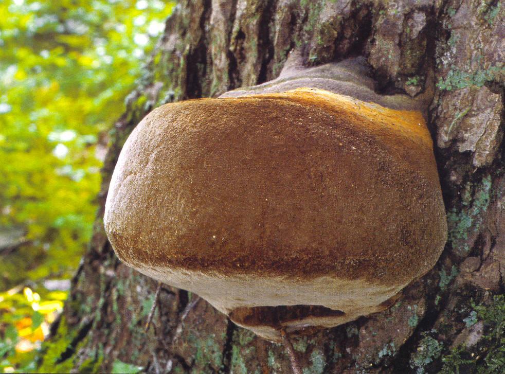 Phellinus hartigii ohňovec