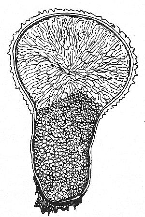 Povrch kryje vícevrstevná okrovka (peridie), uvnitř plodnice je teřich (gleba),
