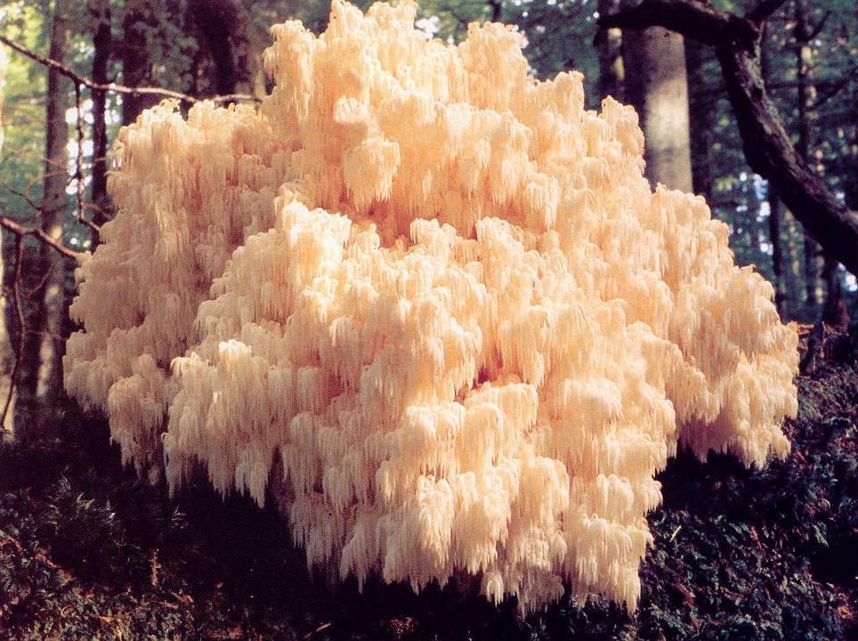 Hericium coralloides