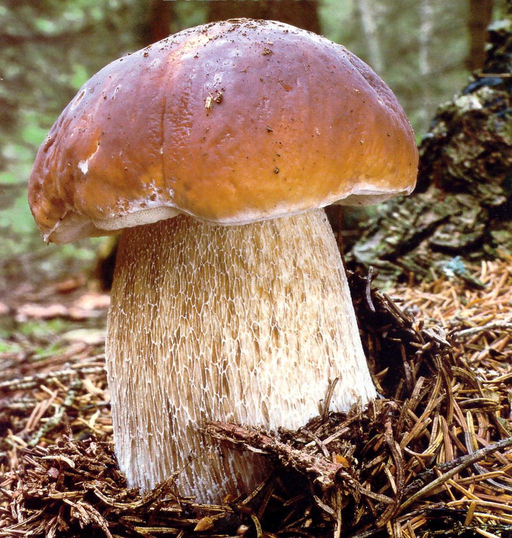 Boletus