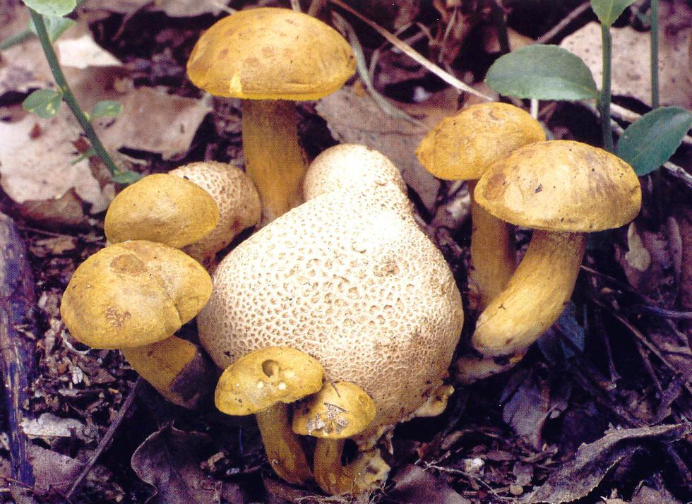 Pseudoboletus parasiticus hřib