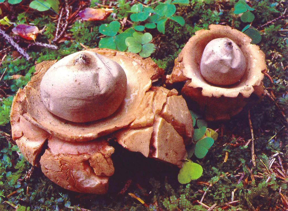 Geastrum triplex hvězdovka trojitá Roste na