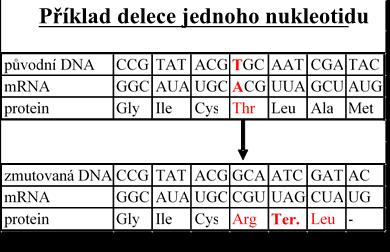 1.4.2. Posunové mutace Mutační změny způsobují i změny počtu nukleotidů v DNA řetězci. K tomu dochází, pokud proběhne delece nebo inzerce.