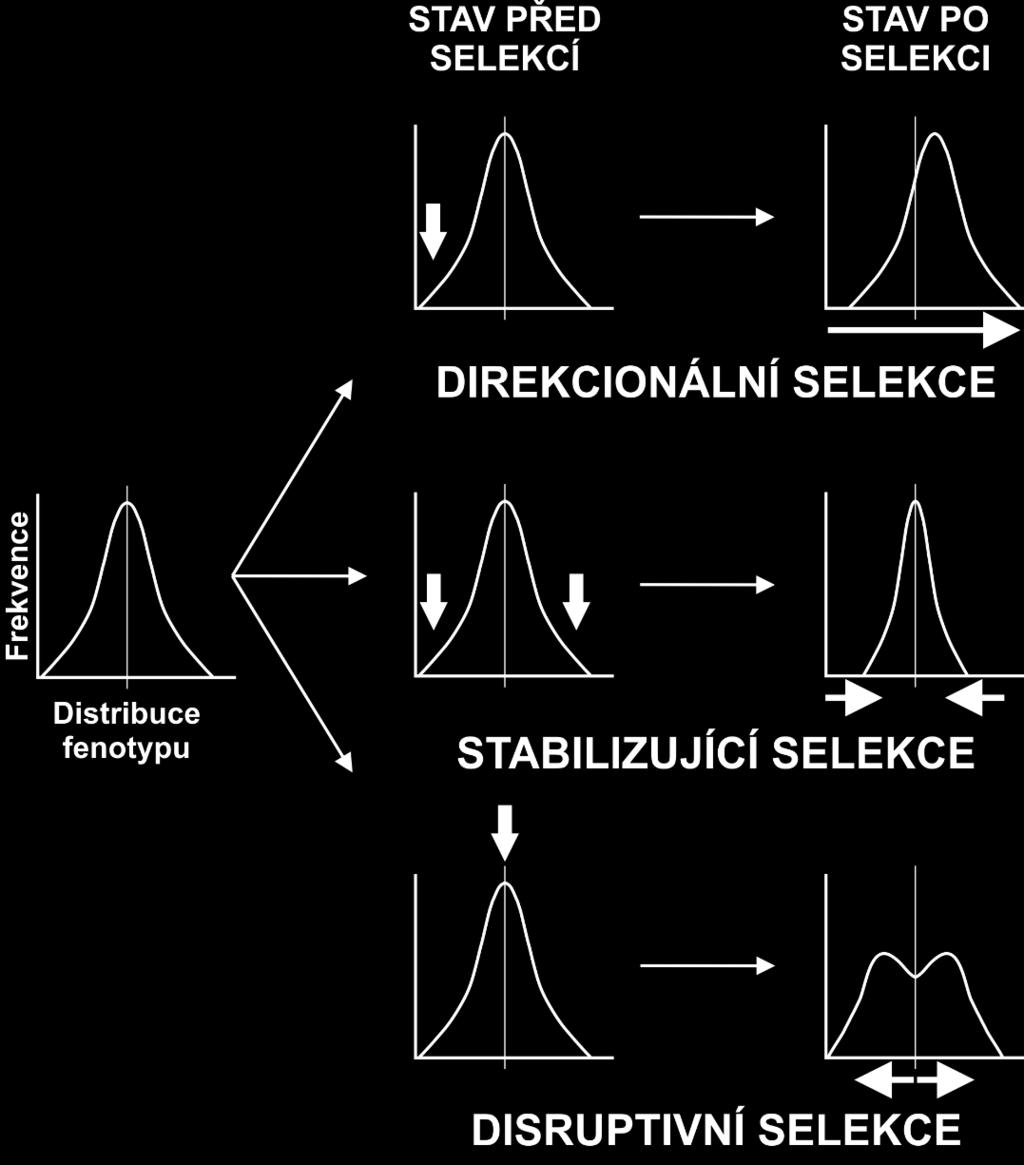 Pozitivní selekci můžeme rozdělit ještě na dva různé typy přímá selekce (z angl. directional selection) a disruptivní či balancující (z angl. balancing selection) viz Obrázek 8.