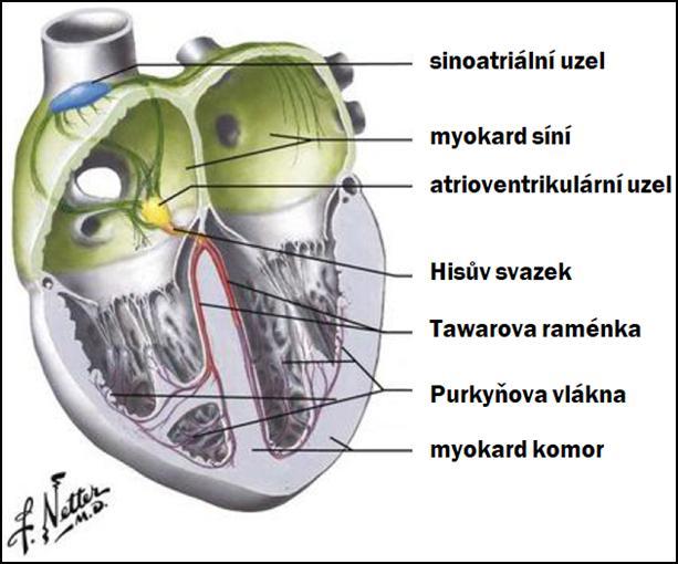 způsobené nesprávnou funkcí převodního systému mohou vznikat z mnoha příčin, jako jsou například: záněty, porucha renin-angiotenzin-aldosteron systému, poškození kardiomyocytů, vrozené defekty,