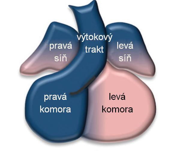 buňky v srdeční trubici kuřete neměly společného předka (Garcia-Martinez and Schoenwolf 1993).