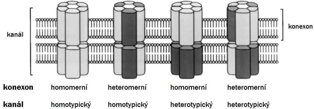 Obrázek 5: Způsoby propojení konexonů s možností variabilních konexinů. (upraveno dle Kanno and Saffitz 2001). kanálu (Nielsen et al. 2012).