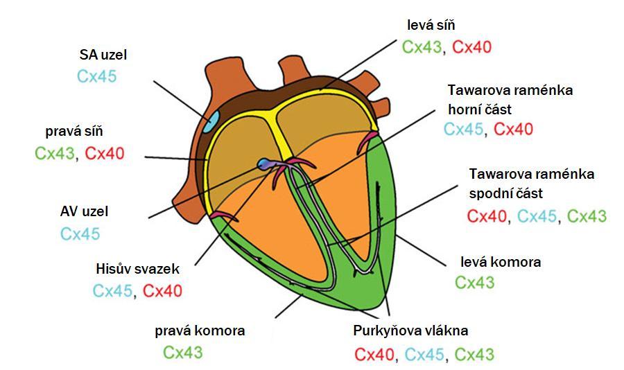 mají zase přesně naopak. Zavření změnou chemického složení je většinou způsobené koncentrací vápníku nebo ph, ale může být také způsobené exogenní chemikálií či farmakologickým činidlem.