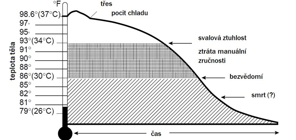 spinotalamickou dráhou a jsou promítnuty přímo v thalamu, dále se dostávají do hypotalamických jader, kde je informace zpracována.