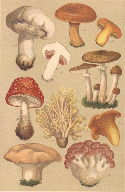 L iš k a je d lá, C a n th a re llu s c ib a r iu s F r. O b r. 6.