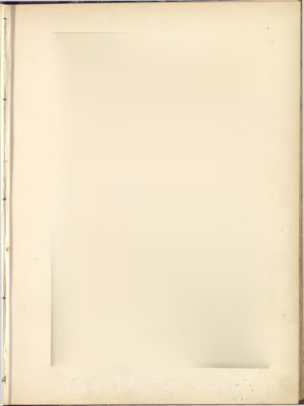 Třída III. O. Obr. 1. Tomka vonná, Anthoxanthum odoratum L.
