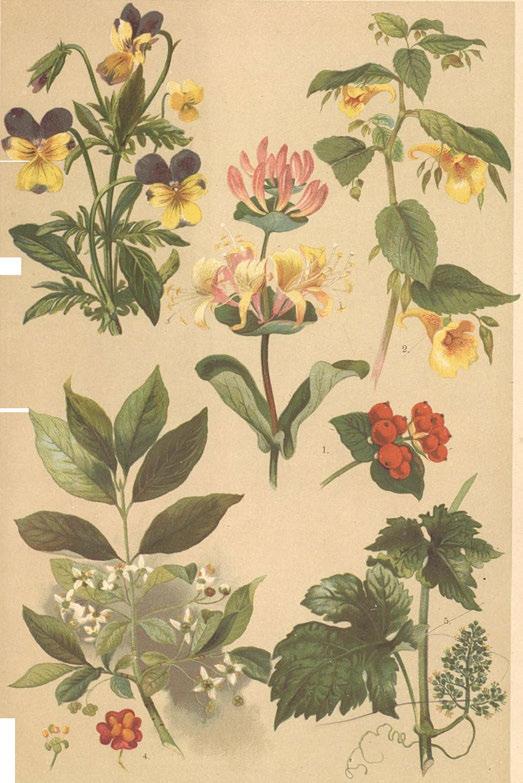 Netýkavka obecná, Impatiens noli tangere. Obr. 3.