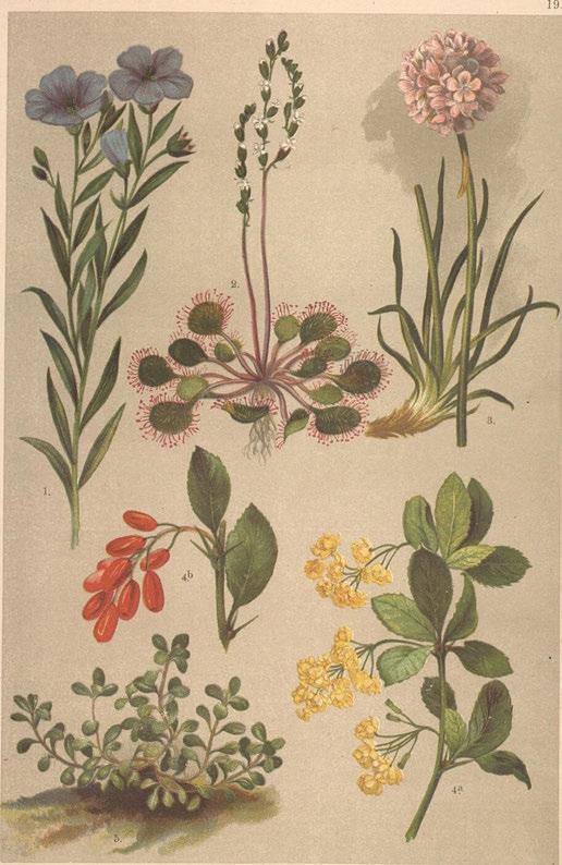 illd. Obr. 4. Dfišfál, Berberis vulgaris.
