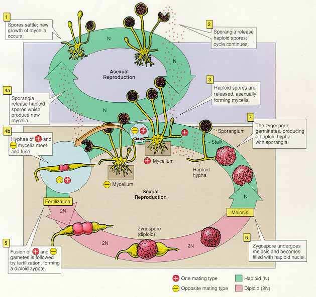 Fungi Mucoromycota Mucoromycotina Mucorales životní cyklus haplobiotický s převahou haploidní generace - vegetativní stélka je haploidní,