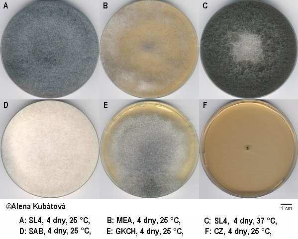 Rhizopus microsporus kolonie světle hnědé až šedé výška 10 mm termofilní,